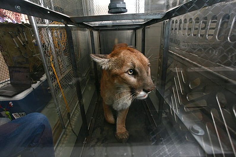 Mountain lion trained to walk in a metabolic chamber on a treadmill for energetic calibrations of the SMART collar (Photo Colorado Parks and Wildlife).