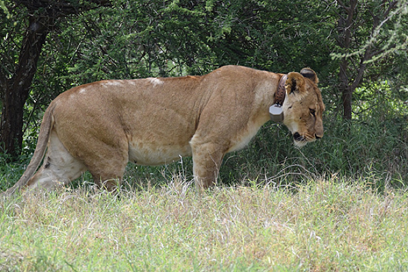 Behavior of a wild female lion wearing the SMART collar is monitored by observers. A diary of these behaviors is then used to match wild activities to accelerometer data recorded by the collar (Photo TM Williams). 