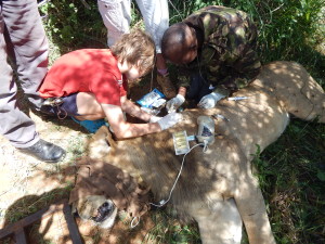 KWS vet working on cleaning the lion's bite wounds and administering antibiotics.